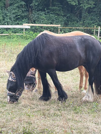 Two horses are in a grassy field with a wooded area and a fence in the background. The horse in the foreground is dark brown and wearing a fly mask with a star pattern. The horse in the background is lighter brown and is partially obscured. The field is covered in dry grass and some wildflowers. The fence appears to be made of wood. The overall impression is a rural setting, possibly a paddock or pasture.
