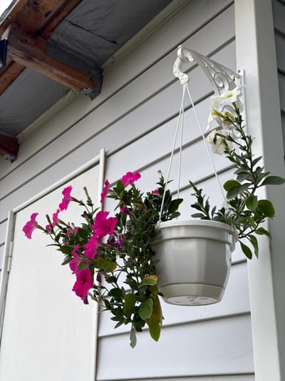 This media file shows a hanging planter with pink and white petunias attached to a white soffit. The planter is suspended by white cords from a decorative white bracket mounted on the underside of the soffit. The soffit appears to be made of white wood or vinyl siding. Below the soffit, visible in the lower left of the frame, are exposed wooden beams and gray tarp material, suggesting an unfinished or under-construction area. The lighting suggests it is daytime, possibly overcast or in shade, as there are no strong shadows. The overall scene depicts an outdoor setting, likely a porch or eaves of a building, in the southern region of Russia.