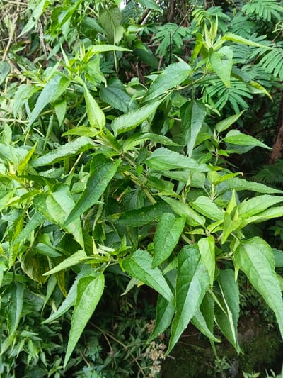 Lush green foliage dominates the scene, featuring an abundance of elongated, pointed leaves with prominent veins. These leaves vary in size and are densely packed on branching stems. Some leaves show slight serration along their edges. Interspersed are different types of plants, creating a mixed vegetation environment. The composition suggests a wild, overgrown setting, likely in a garden or natural habitat.