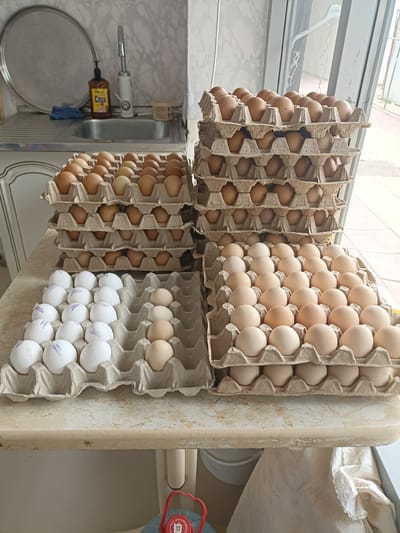 The image depicts a variety of eggs in cardboard cartons, neatly stacked and arranged on a light-colored countertop. The eggs are primarily brown and white, with some cartons containing only one color. In the background, a kitchen sink area is visible, complete with a faucet, a bottle of soap, and a metal drain rack. A white tiled wall and a patterned wallpaper or backsplash are also present. To the right of the eggs, a glass-paneled door or window offers a view of the exterior, suggesting an outdoor or semi-outdoor environment beyond. The overall scene appears to be a commercial or domestic setting where eggs are being stored or sold. The location is not specified in the image.