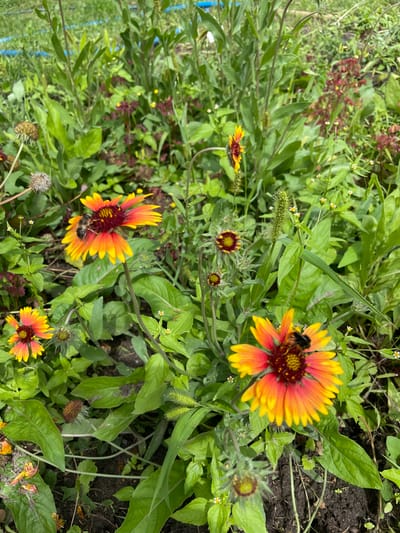 The image captures a close-up view of a vibrant flower bed, likely located in Verkhneye Kazachye, Russia, characterized by its lush green foliage and brightly colored blooms. The central focus is on several Blanket Flowers (Gaillardia), their petals a striking gradient of yellow and orange, with deep red centers. Two of these flowers are visited by bees, one in the upper left and another in the lower right, actively gathering nectar. Surrounding the Blanket Flowers are other plants, including some with smaller white flowers and spiky green seed heads. In the background, a dense growth of green leaves and stems creates a natural, somewhat wild garden environment. The ground beneath the flowers is dark, rich soil, hinting at fertile conditions. The overall scene depicts a flourishing ecosystem, teeming with insect activity during daylight hours.