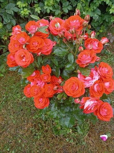 In the village of Tumilavichy, Belarus, a rose bush blooms in an outdoor setting. The bush features a dense cluster of orange and pink roses, many of which are wet, suggesting recent rain. The flowers are at various stages of bloom, with some fully open and others in bud. Lush green foliage surrounds the roses, and the ground beneath is covered in grass and dried leaves. A single pink and white rose petal lies on the grass to the right of the bush. The overall impression is one of natural beauty and tranquility in a rural Belarusian landscape.