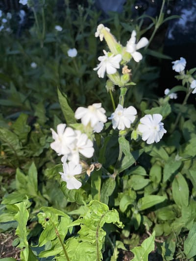 A close-up shot captures a cluster of delicate white flowers with several petals, set against a backdrop of lush green foliage. The flowers are in various stages of bloom, with some appearing fully open and others still budding. The lighting suggests it is daytime, possibly late afternoon or early morning due to the dappled shadows on the leaves. The overall scene evokes a natural, outdoor setting, likely a garden or a wild meadow. The flowers themselves are small and star-shaped, with a slight translucence to their petals. The greenery surrounding them is varied, with some leaves appearing smooth and others slightly crinkled or damaged. The image composition focuses on the floral elements, with the background softly blurred, emphasizing the subjects. There are no people, visible text, or specific Edmonton landmarks, but the natural setting is evident.