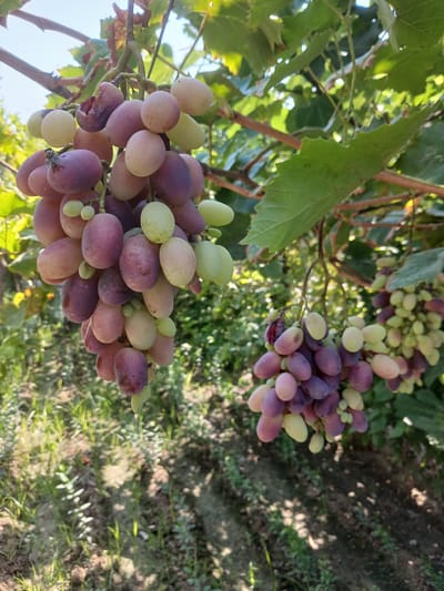 A close-up, low-angle shot captures two bunches of ripe grapes hanging from vines under a bright, sunny sky. The grapes vary in color from pale green to a deep purple, with some showing hints of pink. A small fly is perched on one of the purple grapes in the foreground bunch. The grapes are clustered together, with some appearing plump and others slightly shriveled. The vines are leafy and green, with sunlight filtering through the foliage. The background consists of more grapevines and a cultivated field with rows of young plants. The scene appears to be an outdoor vineyard in Urabashi, Uzbekistan.