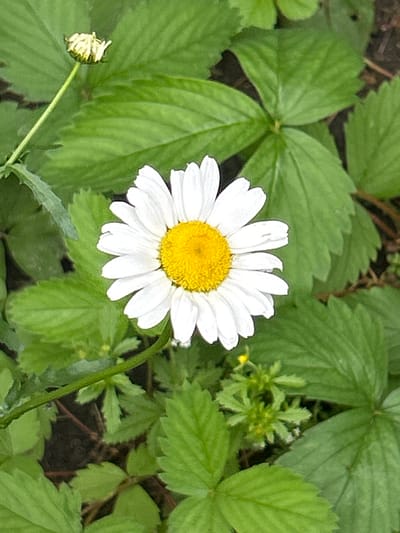 A single, fully bloomed daisy with white petals and a yellow center is positioned in the lower center of the frame, angled slightly to the left. The daisy is surrounded by lush green foliage, likely from a strawberry plant, characterized by serrated leaves. A small, unopened bud of a similar flower is visible in the upper left corner. The background consists of more greenery and dark soil. The image appears to be a close-up shot taken outdoors. There is no indication of a specific location within Mount Royal, Canada.