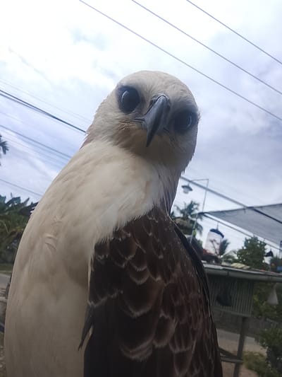 A low-angle, close-up shot features a raptor's head and upper body, captured against a cloudy sky. The bird, predominantly cream-colored on its head and chest, transitions to dark brown feathers on its wings. Its large, dark eyes gaze directly at the camera, and its sharp, hooked beak is prominent. In the background, power lines stretch across the sky, and out-of-focus elements suggest an outdoor environment with foliage, a structure with a sloped roof, and possibly hanging lamps. The scene appears to be an outdoor aviary or enclosure located in Kuta Trieng, Indonesia.