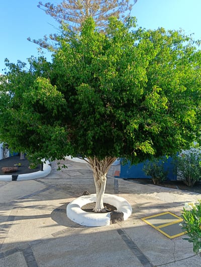 This media file captures a static outdoor scene in Tías, Spain, under a clear, bright blue sky. The focal point is a large, vibrant green tree with a dense canopy and a light-colored, multi-trunked base. The tree's lower trunk is encircled by a white, rounded, raised planter, with dark earth visible inside it.

Long, distinct shadows are cast across the paved ground, indicating either early morning or late afternoon sunlight. The ground is a light-colored, textured paving with darker grey stone accents forming patterns, possibly a mix of concrete and stone. To the left, a low, curving white wall or planter separates the paved area from a garden bed filled with dark volcanic rock and some sparse vegetation. Another segment of a similar white wall is visible further back on the left.

In the upper background, the light-colored, bare branches of another tree, possibly a pine or araucaria, are silhouetted against the bright sky. To the right of the central tree, a dark blue wall or building facade is visible, partially obscured by green bushes. Near the bottom right, a yellow-framed metal grate or cover is set into the paving, and some white flowering plants are partially visible at the very edge of the frame. The overall impression is one of a well-maintained, sunny, and peaceful outdoor space, typical of an arid or Mediterranean climate. There are no people or discernible activities, and no visible text.
