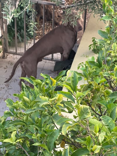 The image shows a brown dog standing on a slatted surface, possibly a ramp or stairs, in an outdoor setting. The dog is viewed from above and to the side, with its tail extended behind it. Lush green foliage from a tree or bush is prominently featured in the foreground, partially obscuring the dog and the background. The leaves are various shades of green, with some appearing lighter or yellowish. The background includes a light-colored surface, possibly a wall or table, and some darker objects or ground cover beneath the slatted structure. The overall impression is that of a natural, possibly garden or yard, environment. There is no visible text in the image. The lighting suggests it is daytime, with dappled sunlight filtering through the leaves. The activity appears to be simply the dog standing, possibly resting or surveying its surroundings. The image is oriented vertically, with the top of the frame containing the densest foliage.