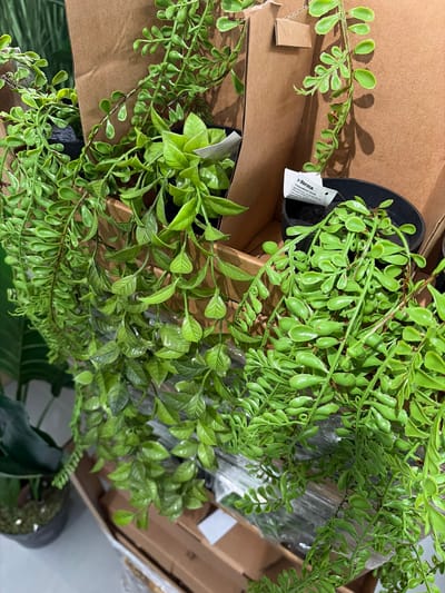 This media file is a close-up, overhead shot of several artificial plants in black pots, placed within a cardboard box. The plants have vibrant green leaves and appear to be trailing or cascading. One plant has small, oval-shaped leaves, while another has larger, more pointed leaves. A white tag is attached to one of the pots, displaying text that is partially legible. The visible text includes "Informa", "TANAMAN HIAS", and "ARTIFICIAL LEAVES". The setting appears to be indoors, possibly a storage or retail environment, given the cardboard box and the packaging material visible around some of the plants. There are no people visible in the image. The lighting is bright, suggesting an indoor artificial light source. The overall impression is one of new or unpacked decorative items.