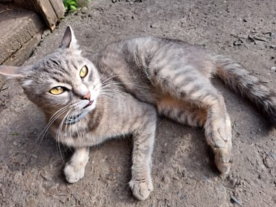 A tabby cat with bright yellow eyes lies on a rough, greyish-brown concrete surface, possibly a sidewalk or alley. The cat is positioned with its body stretched out, facing slightly to the left of the viewer. Its fur is a mix of grey and brown stripes, and it is wearing a dark collar with a silver tag. To the left of the cat, a weathered wooden beam is visible, suggesting an outdoor or semi-outdoor environment. The ground is littered with small pebbles and debris. The lighting indicates it is daytime, with sunlight casting shadows. The background shows a hint of green foliage behind the wooden beam, suggesting the location is outdoors. The image does not provide any information about the city of Chernihiv, Russia.