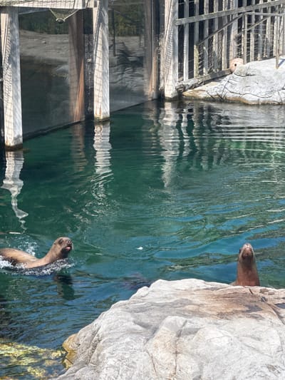The image depicts a zoo enclosure at the Parc Animalier de Cambron, Belgium, featuring two sea lions swimming in clear turquoise water. In the foreground, a large, light-colored rock formation juts out of the water. To the left, a sea lion with its head above water is actively swimming, creating ripples. Further back and to the right, another sea lion's head and neck are visible, peering out of the water. The enclosure also includes a wooden structure with vertical beams and a fence, casting shadows on the water. The background shows a rocky embankment and the zoo's infrastructure, indicating a controlled habitat for the animals.