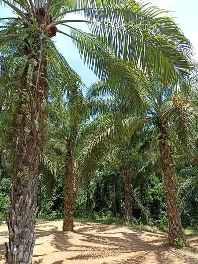 The image depicts a grove of oil palm trees in Song Phraek, Thailand. The trees have tall, textured trunks and dense green fronds that cast shadows on the sandy ground. Some of the trees have clusters of oil palm fruits. The background features lush tropical vegetation. There are no people visible in the scene.
