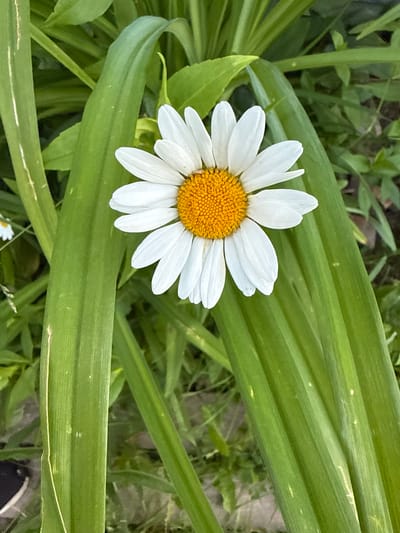 The image shows a close-up of a white daisy with a yellow center, positioned among lush green leaves. The daisy is the primary subject, with its petals spread open. The background consists of various green foliage, suggesting an outdoor, natural setting. No specific location in Новое, Russia can be determined from the image. There are no people or actions depicted.