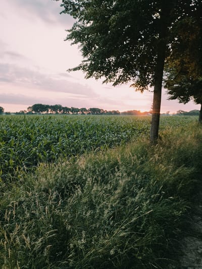The image depicts a rural landscape at dusk. In the foreground, tall grasses and vegetation line a dirt path on the right side of the frame. A large tree trunk stands vertically in the middle right, with its branches extending into the upper portion of the image. Behind the grasses and trees, a vast field of green crops, possibly corn, stretches towards the horizon. A line of trees forms a silhouette against the pale pink and orange sky, indicating the setting sun. The overall scene conveys a tranquil, natural environment in Schiffdorf, Germany. No people or specific actions are visible.