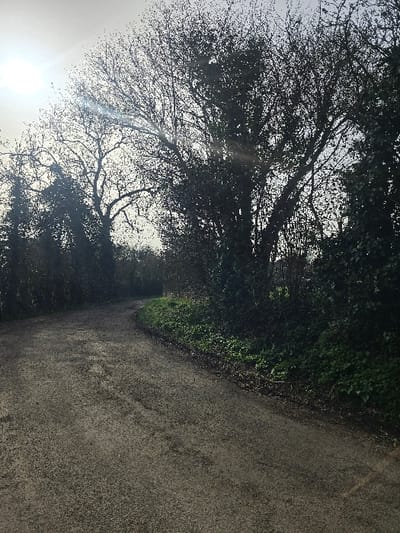 The image displays a curving, unpaved or coarsely graveled road, appearing wet or damp, in a rural setting within Whiteparish, United Kingdom. The road occupies the lower half of the frame, veering left and receding into the distance, bordered on both sides by dense vegetation. To the right, an embankment covered with vibrant green undergrowth and darker shrubs slopes upwards towards a line of tall, deciduous trees, largely bare of leaves, suggesting late autumn or winter. Additional dense foliage and trees line the left side of the road. The sky is bright and hazy, with a visible sun in the upper left quadrant casting a strong backlighting effect and lens flare, silhouetting the tree branches. No individuals, animals, or vehicles are present.