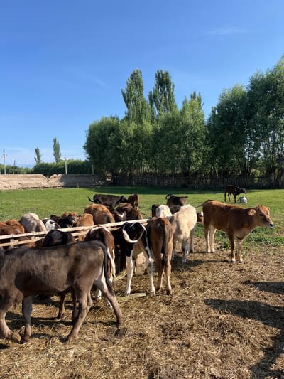 The image depicts a rural scene in the city of Ak-Döbö, Kyrgyzstan. A herd of calves, varying in color from brown to black and white, are gathered around a wooden feeder, with some actively eating. The ground is covered with dry hay and some muddy patches. In the background, a green grassy field is visible, bordered by a dense line of trees. Beyond the trees, a wooden fence runs horizontally, and further in the distance, there are some structures, possibly agricultural buildings, and power lines. The sky is clear and blue, with a few wispy clouds. The overall impression is a sunlit, agricultural setting.
