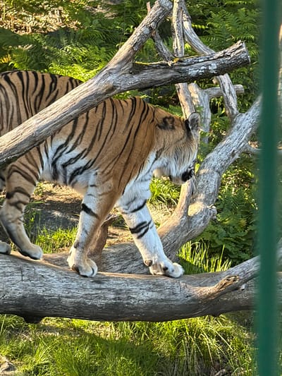 An adult tiger, characterized by its vibrant orange fur with distinct black stripes and white underparts, is captured walking across a large, weathered wooden log. The tiger moves from left to right with its head slightly lowered. The scene is set outdoors, likely within an animal enclosure at a zoo or wildlife park in Kristiansand, Norway. In the background, dense green foliage, predominantly ferns, is visible under natural sunlight, creating a lush environment. Several other bark-stripped tree branches and logs are arranged around the main log, contributing to the textured environment. A vertical green bar, indicative of a fence or enclosure barrier, is partially visible along the far right edge of the frame. No people are visible.