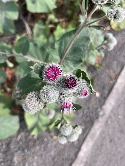 The image shows a close-up of a flowering burdock plant with spiky seed heads and purple flowers. The plant is growing next to a paved surface, possibly a sidewalk or road. The background is blurred, showing green leaves and dark soil. The lighting suggests it is daytime. There are no people or animals visible in the image. The scene appears to be an outdoor urban environment.