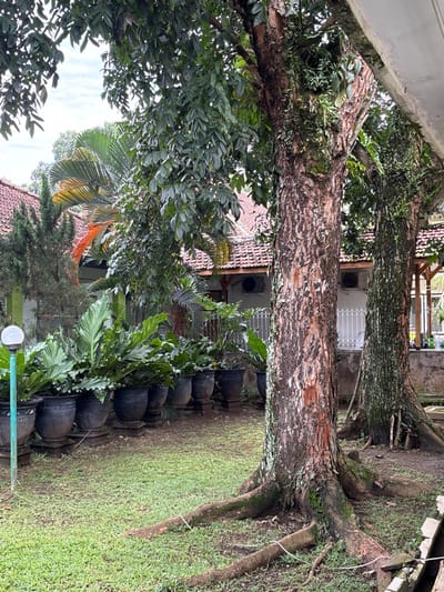 Two large trees dominate the scene, their thick trunks and exposed roots framing a view towards buildings. Lush green foliage, including ferns and other plants in decorative pots, lines a grassy pathway. The architecture visible features tiled roofs and an air conditioning unit, suggesting a residential or commercial setting. A lamp post stands to the bottom left of the image.
