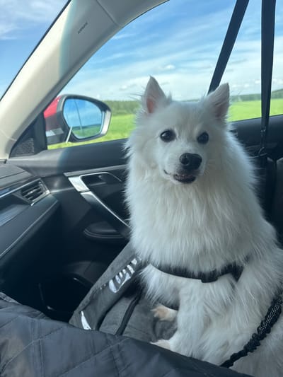 A white fluffy dog sits in the passenger seat of a car, wearing a black harness. The car's interior is visible, including part of the dashboard, a door handle, and a car seat cover. Outside the car, a green field and a blue sky with clouds are visible through the window. The image was taken on a sunny day, and the location is specified as Ol'khovka, Russia.