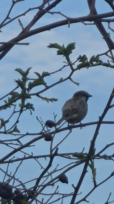 A small, brownish bird, consistent with a house sparrow (Passer domesticus), is perched horizontally on a bare tree branch, positioned in the lower-middle right quadrant of the image. The bird faces right, with its head slightly angled forward and down, displaying a dark cap, brown streaked back, and a lighter breast. The scene features a dense network of dark brown, slender tree branches, with several clusters of small, light green emerging leaves and buds scattered throughout, particularly in the upper and middle left. Multiple small, dark, shriveled organic objects, resembling dried berries or seed pods, are attached to various branches. The background is a clear to partly cloudy light blue sky. This scene is located in the city of Magny-les-Hameaux, France.
