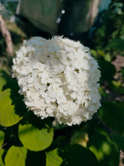 A close-up, slightly angled shot captures a large, spherical cluster of small, white hydrangea flowers. Several tiny black ants are visible crawling on the petals, with at least three discernible. The flower head is surrounded by large, green leaves, some in sharp focus and others blurred in the background. The lighting suggests a bright, sunny day, casting shadows. The overall environment appears to be an outdoor garden setting, possibly in the city of Goyany, Moldova. There are no people present in the image.