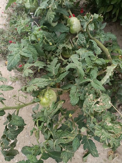 A close-up, eye-level shot shows a tomato plant with several green tomatoes and damaged leaves. The plant is growing in sandy soil. The leaves are a dark green, with some appearing wilted or damaged, showing signs of decay or insect damage. The tomatoes are round and green, with some showing slight imperfections. The background is blurred, with hints of other plants and red flowers. The scene appears to be outdoors in what could be a garden or a roadside in Tash-Dobo, Kyrgyzstan, given the context provided.