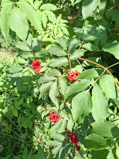 The image shows a close-up view of a plant with compound leaves and clusters of small, red berries. The leaves are green, serrated along the edges, and arranged in opposite pairs along reddish-brown stems. Sunlight casts shadows on the leaves, creating a dappled effect. The background consists of more foliage and greenery, suggesting an outdoor natural environment. There are no people, animals, or man-made objects visible in the frame. The berries are a vibrant red and appear to be ripe. The scene is set in Ernzen, Luxembourg, with the plant likely being a native species.
