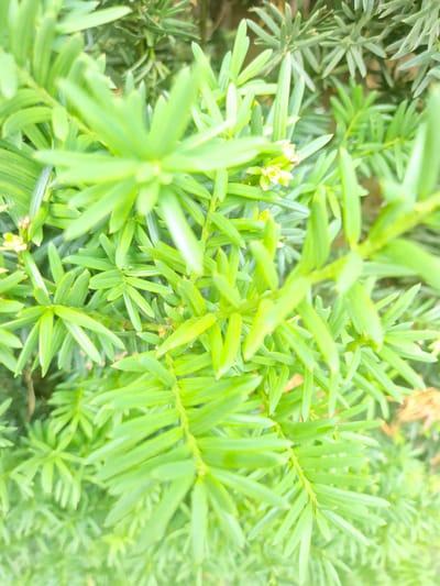 This media file is a close-up, overhead shot of a Yew tree's needles and branches. The needles are a vibrant green and appear to be young, soft growth. In the center of the image, there are a few small, pale yellow blossoms, indicating the time of year is likely spring. The background is a blur of more Yew needles, suggesting a dense planting. The lighting is bright, possibly indicating a sunny day, and the overall tone is fresh and natural. There are no people, objects, or text visible in the image. The location context of Rzeszów, Poland, places this image in a European setting where Yew trees are commonly found in gardens and parks. The image captures a moment of natural detail and growth within this specific geographical location.