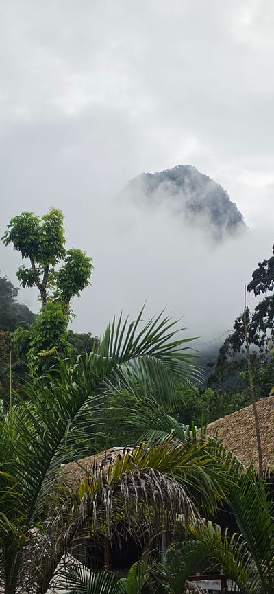 This vertical, medium-shot image depicts a misty mountain peak rising from behind lush green foliage. The mountain, partially obscured by thick clouds, is covered in dense trees. In the foreground, various palm fronds dominate the scene, with the fronds of a larger, more mature palm with some dry, drooping leaves positioned centrally. To the right of the frame, a thatched-roof structure is visible, partially obscured by the palm fronds. The overall environment suggests a tropical or sub-tropical location, possibly Rupa-Rupa, Peru, characterized by its abundant vegetation and humid, cloudy atmosphere. There are no people or discernible actions taking place in the image.