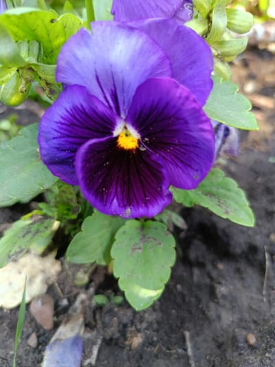 A close-up, overhead shot captures a vibrant purple pansy flower with a bright yellow center, set against a dark soil background. The flower's petals are a deep, velvety purple with intricate darker veins radiating from the center. The leaves surrounding the flower are a lush green, some showing signs of dirt or spotting. The ground is composed of dark, rich soil, with a few small pebbles and debris scattered about. The lighting suggests it is daytime, possibly morning or late afternoon, with soft shadows. The image is focused on the flower, with the background slightly blurred, creating a shallow depth of field. The location is identified as a garden in the city of Barkhatovo, Russia.