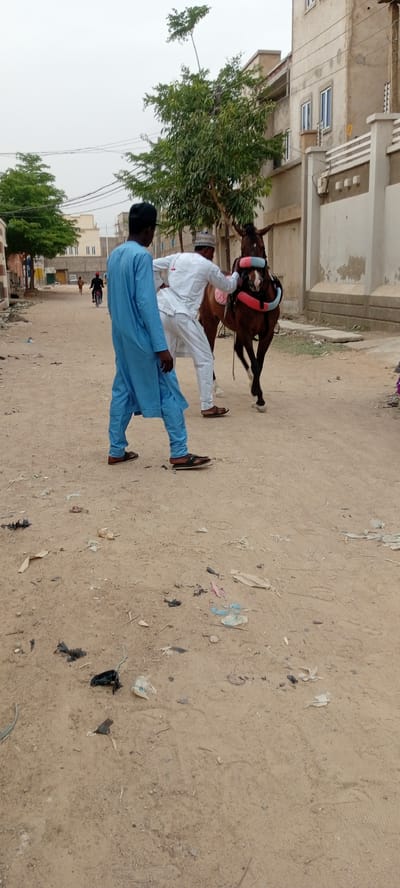 The image captures a scene on a dirt road in what appears to be a residential area of Goron Dutse, Nigeria, under an overcast sky during daytime. The primary subjects are two men and a brown horse.
One man, dressed in a light blue traditional kaftan and sandals, stands with his back mostly to the viewer, facing away from the horse. He wears a dark baseball cap. The second man, wearing a white traditional outfit (possibly a *boubou* or similar garment) and sandals, is positioned closer to the horse. He appears to be adjusting or holding the horse's decorative harness, which includes vibrant blue, pink, and red elements around its head and chest. The horse itself is a bay or brown color, and is standing on the dirt road, slightly turned towards the right of the frame.
In the background, there are various buildings, some appearing residential with multiple stories and visible windows. Green trees are interspersed among the buildings, and utility wires are visible across the sky. Further down the road, another person can be seen riding a motorcycle. The ground is a sandy-brown dirt track, littered with scattered pieces of debris, including plastic, paper, and natural detritus. No visible text is present in the image. The overall impression is one of a quiet, everyday street scene.