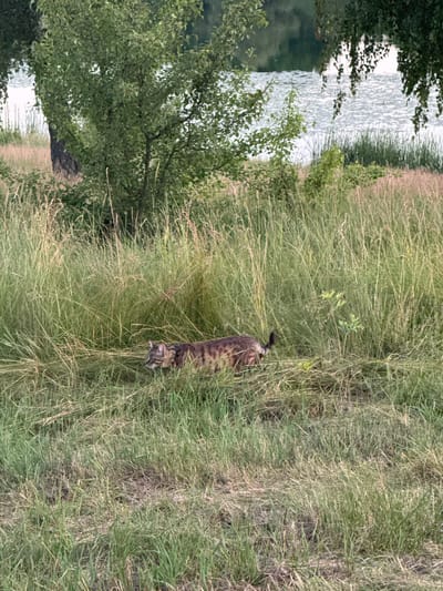 A tabby cat with a patterned coat is walking through tall green grass near a body of water. Trees are visible in the background, with some branches overhanging the water. The scene appears to be a natural or semi-natural environment, likely a park or waterfront area within the city of Horodyshche, Ukraine. The lighting suggests it is daytime, possibly late afternoon or early evening, given the soft light.