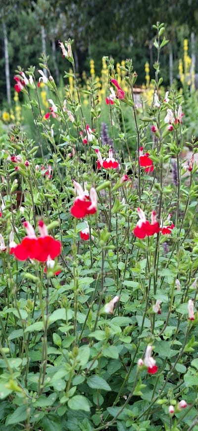 The image shows a close-up view of a densely planted garden bed filled with Salvia 'Hot Lips' plants. The flowers are predominantly red with white throats, creating a striking bicolor effect. The plants are in full bloom, with many individual flowers and buds visible. The foliage is a lush green, and the stems are thin and upright. In the background, out of focus, are trees with grey trunks and a blurred expanse of yellow flowers, suggesting a larger garden or park setting. The lighting appears natural, possibly overcast, as there are no harsh shadows. The scene depicts a vibrant display of flowering plants, likely in a botanical garden, private garden, or horticultural exhibition in Malda, Estonia. There are no people or animals present in the image.