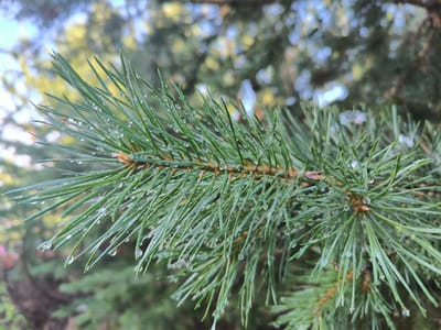 A close-up, eye-level, medium shot shows a pine tree branch with raindrops on its needles. The needles are a vibrant green and are clustered together along the branch. The raindrops are clear and spherical, reflecting the light. The background is a blur of green and yellow, suggesting foliage and sunlight. The image evokes a sense of freshness and nature. The location is the city of Gremiuchy, Russia, but there is no specific information about this location that can be deduced from the image.