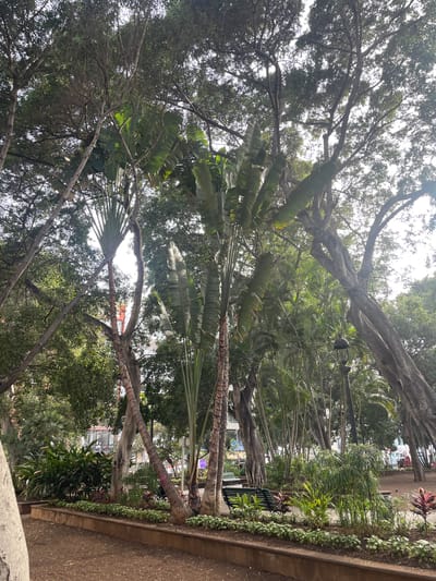 The image captures a park scene in Santa Cruz De Tenerife, Spain. Tall, mature trees with thick branches dominate the view, their foliage creating a dense canopy overhead. Several palm trees with large, fan-shaped leaves are interspersed among the other trees. Below the trees, a garden bed is visible, containing various plants and greenery. In the background, glimpses of urban buildings and street elements suggest a location within a city park setting. The overall impression is that of a lush, green space providing respite within an urban environment.