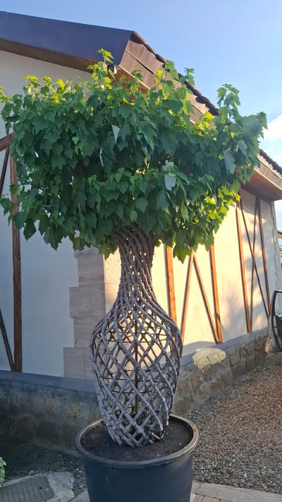 This media file captures an outdoor scene bathed in the warm light of late afternoon. The primary subject is a large, intricately woven, basket-like planter holding a tree with vibrant green foliage. The planter is twisted and open, revealing the dark soil within and the base of the tree trunk, which also appears to be sculpted or twisted to fit the artistic container.

Behind the tree and planter, a building with a brown tiled roof and light-colored walls is visible. Wooden beams are exposed, forming a decorative or structural element against the wall. The ground surrounding the planter is a mix of rough stone paving and a gravelly area. A section of what appears to be a road or pathway is also visible, with textured paving stones.

The sky above is a clear, bright blue, suggesting pleasant weather. The sunlight casts long shadows and highlights the textures of the building and the planter, indicating it's likely late afternoon or early evening. There is no visible text in the image. The scene conveys a sense of curated landscaping and artistic design, possibly in a garden, courtyard, or an establishment with an outdoor seating area. The overall impression is one of tranquility and aesthetic appeal.