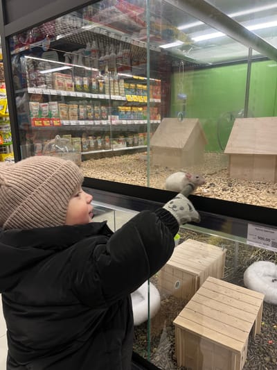An indoor, eye-level shot captures a person, likely a child or young adolescent, observing a white rat in a glass enclosure at a pet store in Селекционер-2 Снт, Russia. The individual, seen from the chest up, wears a beige knitted beanie and a black puffer jacket, suggesting cool weather. Their right hand, adorned with a grey glove featuring a cartoon animal face, is close to the glass where the small, white rat is positioned.
The rat's enclosure contains wood shavings or similar bedding, small wooden houses, and a water bottle. A price tag on the glass is visible, reading "Зоомагазин "Четыре Лапы" (Pet Store "Four Paws"), "Крыса Цветная" (Colored Rat), and "Цена за ШТ 900,00 руб." (Price per piece 900.00 rub.). Other numbers like "63,00" and a partial date "17.04.2" are also present.
Reflections in the glass reveal store shelves stocked with various packaged goods, including pet food brands like "Dreamies" and "ГУРМЭ" (Gourmet), indicating a commercial retail environment. The overall lighting is bright and artificial, typical of an indoor store. The person appears engaged and curious, looking intently at the rat.