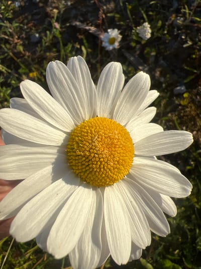 A close-up, eye-level shot features the bright yellow center of a large daisy, surrounded by its white petals. The daisy's petals are detailed with fine lines, and some appear to have slight blemishes. In the background, out of focus, are other daisies and darker foliage, suggesting a natural outdoor setting. A hint of a person's hand is visible at the bottom right corner of the image, gently holding the flower. The lighting indicates it's daytime, likely a sunny afternoon, casting shadows on the petals and highlighting the textures. The overall mood is serene and naturalistic, focusing on the simple beauty of the flower. The location context provided is Nasva alevik, Estonia, which aligns with the visual impression of a rural or natural landscape. No text is visible in the image.