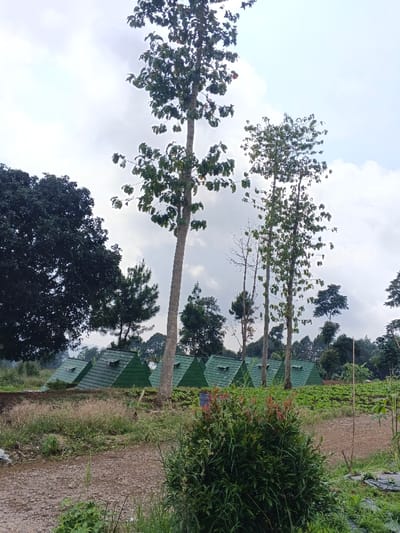 The scene, located in Man Gyat, Myanmar, depicts an outdoor environment under an overcast sky. A dirt path spans the lower foreground, bordered by dry grasses and a dense green shrub with reddish new growth. In the midground, a horizontal row of seven uniform, small, triangular structures with dark green corrugated roofs is visible, each featuring a small, dark, rectangular opening on its front face. To the right of these structures, a cultivated field shows orderly rows of green plants. The background is populated by numerous trees, including a large, dense dark-canopy tree on the far left, several tall, slender trees with sparse green foliage, and one prominent bare tree trunk. No individuals or active events are present within the frame.