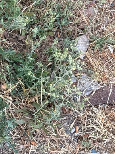 The image shows a close-up, eye-level view of dry, sparse vegetation and debris on the ground in Berrechid, Morocco. The primary subject is a low-growing plant with small, light green leaves and clusters of tiny, yellowish buds. The ground is covered with dry, straw-like grass, dead leaves, and various pieces of litter, including a crumpled piece of white plastic, a rusty metal object, and what appears to be a cigarette butt. The overall impression is one of neglect and arid conditions.