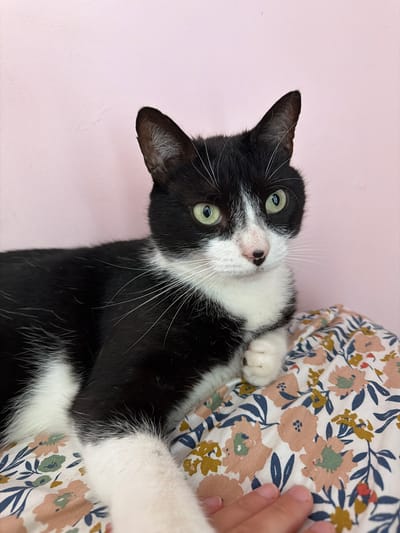 A black and white cat is lying on a pink surface, possibly a bed or sofa. The cat is positioned on its back, with its head tilted upwards and to the side, looking directly at the camera. Its fur is predominantly black with white markings on its chest, paws, and face. The cat has striking green eyes and long white whiskers.

Beside the cat is a floral-patterned fabric, likely a pillowcase or blanket, featuring a design of various flowers and leaves in muted tones of pink, beige, green, and navy blue. A human hand, with fingernails clearly visible, is resting on the floral fabric near the cat's paws, suggesting interaction or comfort.

The background is a plain pink wall, creating a simple and uncluttered setting. The lighting suggests it is daytime, possibly indoors, with no indication of weather conditions. The cat appears relaxed and comfortable, with its body loosely sprawled and its gaze calm and engaging. No text is visible in the image. The overall impression is a close-up, intimate portrait of a domestic cat in a relaxed setting.