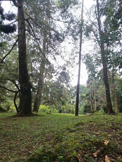 The image displays a wooded environment, specifically a park or forest clearing, located in Tah, Vietnam. The scene is dominated by numerous tall trees with substantial, dark trunks, many of which are adorned with moss or other epiphytic growth. The trees exhibit varied foliage, including needle-like leaves characteristic of conifers and broader leaves on other species, forming a dense canopy above. The ground is covered extensively with short, green grass and low-growing vegetation, interspersed with patches of fallen leaves and exposed soil. The terrain appears gently undulating. The sky is overcast, providing diffuse, even lighting throughout the scene. No individuals, animals, or man-made structures are visible.