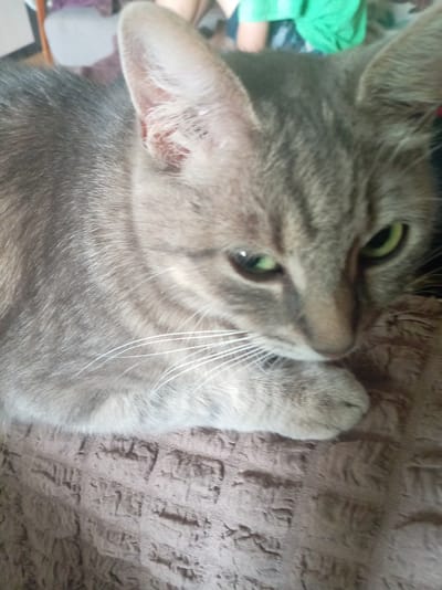 A close-up, eye-level, indoor photograph shows a gray tabby cat with green eyes lying on a textured brown surface. The cat's head is tilted down and to the right, with its right eye clearly visible and its left eye partially obscured. The cat has prominent white whiskers and striped fur. In the background, out of focus, a person wearing a bright green shirt is visible. The environment appears to be a residential setting in the city of Prael'etarski sel'ski Savet, Belarus.