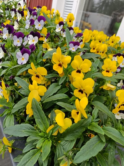 This is a close-up, eye-level, outdoor, daytime photograph of a planter box filled with a dense arrangement of flowering pansies in various colors, including yellow, purple, and white. The flowers are in bloom and their petals are visible, some with dark centers. The leaves of the pansies are green and lush, filling the spaces between the flowers. The planter box appears to be made of a dark material, possibly plastic or composite. In the background, out of focus, there is a white-sided building with horizontal siding, and a window reflecting the sky. The overall scene suggests a well-maintained garden or outdoor decorative element. The photograph was taken in Tuusniemi, Finland.