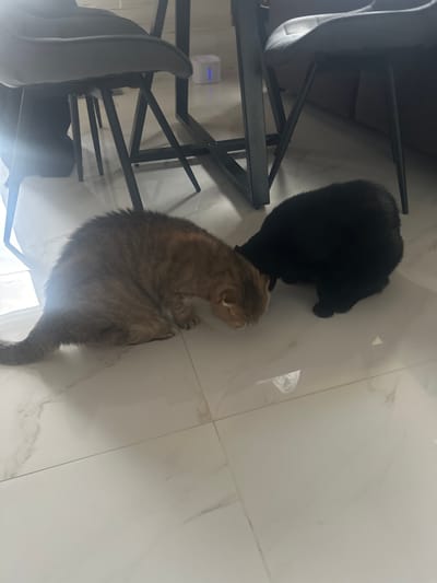 The image depicts an indoor scene, likely a dining area, with two cats on a tiled floor. A golden tabby cat is positioned on the left, facing towards the right with its head down as if sniffing or eating. To its right is a black cat, also with its head lowered, appearing to interact with the tabby cat. In the background, the legs of two chairs and a table are visible. The flooring is white tile with subtle gray veining. There are no people or discernible city elements present to indicate the location as Snt Del'fin, Russia.