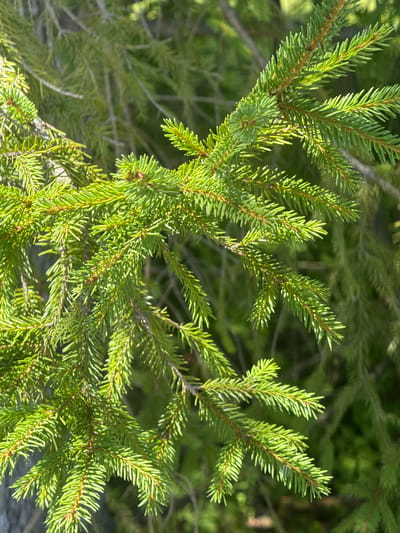 The image is a close-up, eye-level shot of a green spruce tree branch. The branch is in focus, with its needles casting shadows. The background is blurred and consists of more spruce branches and greenery. The lighting suggests a bright, sunny day. There are no people or man-made objects visible in the image. The scene is a natural outdoor environment, likely a park or forest. The location is the Village of Johnson City, United States of America.