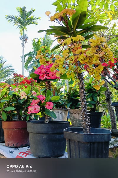 In a garden setting, a cluster of potted flowering plants is displayed. The foreground features a thorny plant with vibrant pink and yellow blooms, standing in a black hexagonal pot. To its left, a similar thorny plant with pink flowers is in a black cylindrical pot. Further left, a reddish-brown pot holds a plant with pink and white flowers. In the background, more potted plants with red and pink flowers are visible, along with palm trees under a bright sky. The image appears to be taken outdoors, possibly in a residential area or nursery. The time stamp "23 Juni 2026 pukul 08.34" suggests the photo was taken on June 23, 2026, at 8:34 AM. The location is identified as Rheum Barat, Indonesia. There are no people or animals present in the image.