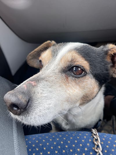 A close-up shot features a dog's face, tilted towards the camera. The dog has a black and tan head, with a black nose, a brown eye looking directly at the camera, and a white snout. There is an abrasion visible on the left side of the snout. The dog is located in a vehicle: to the left is a gray interior panel, and to the right is a blue patterned seat with a silver chain draped on it. The city of Nikopol, Bulgaria, is not discernable.