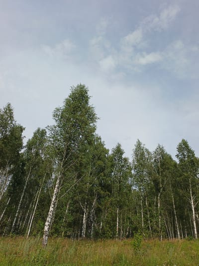 The image depicts a forest of birch trees with white bark, set against a backdrop of a pale, cloudy sky. The trees are densely packed, with their branches reaching upwards, creating a canopy that partially obscures the sky. The foreground is filled with tall, green grass and some wildflowers, suggesting a natural, undeveloped environment. The overall impression is one of a serene, rural landscape. The location is identified as Nizhnii Atlyan, Russia. There are no people or animals visible in the image. The scene is static and peaceful, with the trees standing tall and the grass swaying gently.